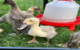 Ducks poultry for sale: Unsexed Indian runner ducklings - Image 3