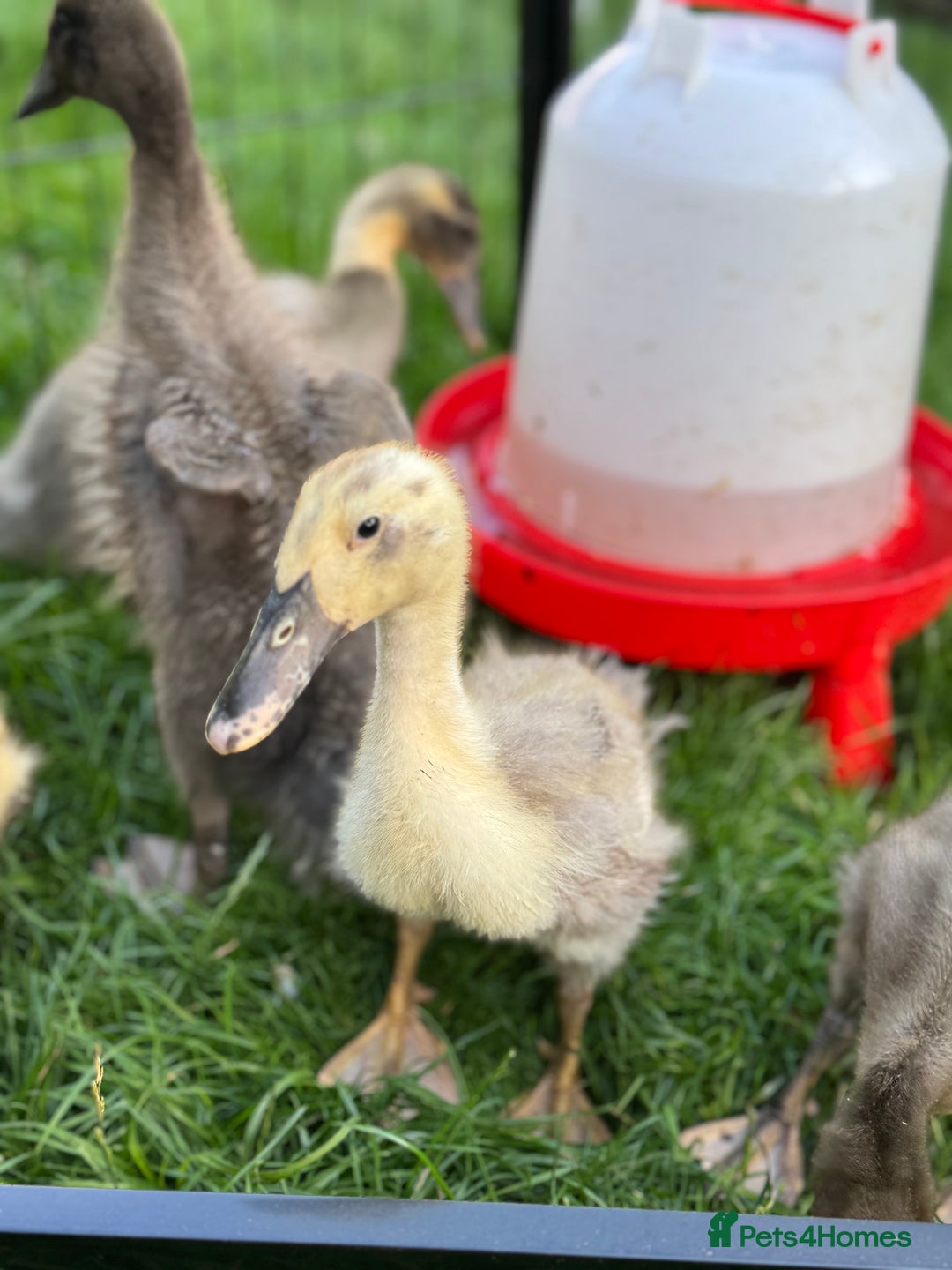 Ducks poultry for sale: Unsexed Indian runner ducklings - Image 3