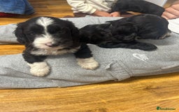 Cockapoo dogs for sale: Super cute spaniel x miniature poodle - Image 16