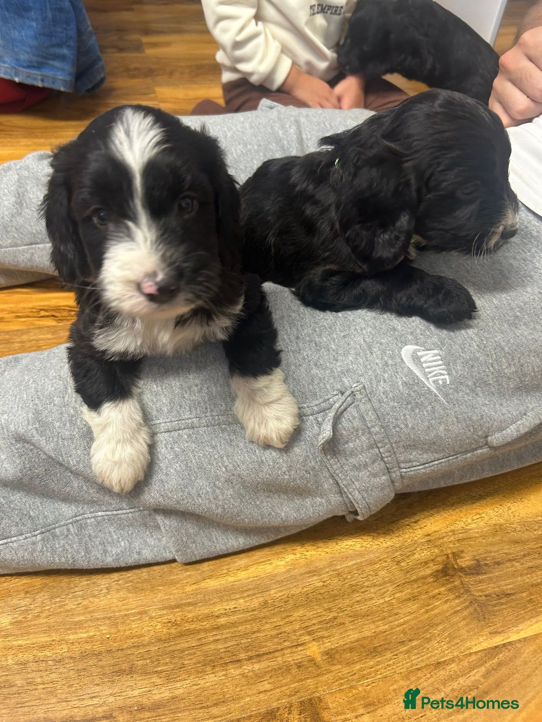 Cockapoo dogs for sale: Super cute spaniel x miniature poodle - Image 16