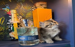 British Shorthair cats for sale: British Shorthair GCCF Pedigree Champion Kittens ✨ - Image 9