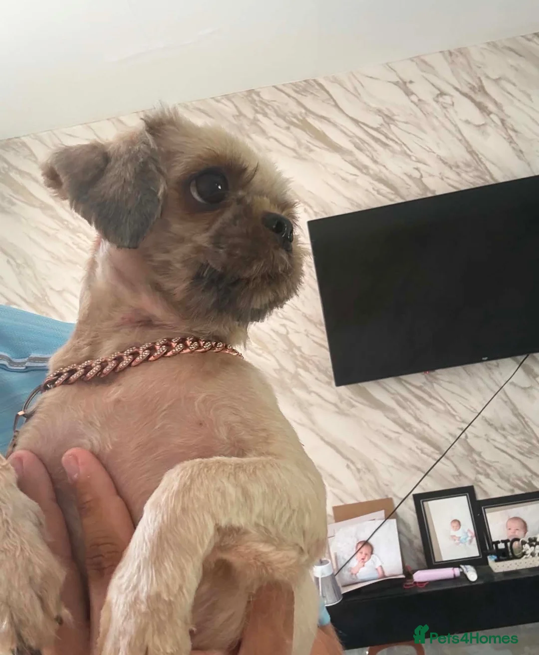 Shih Tzu dogs for sale: Shih Tzu boy  - Advert 5