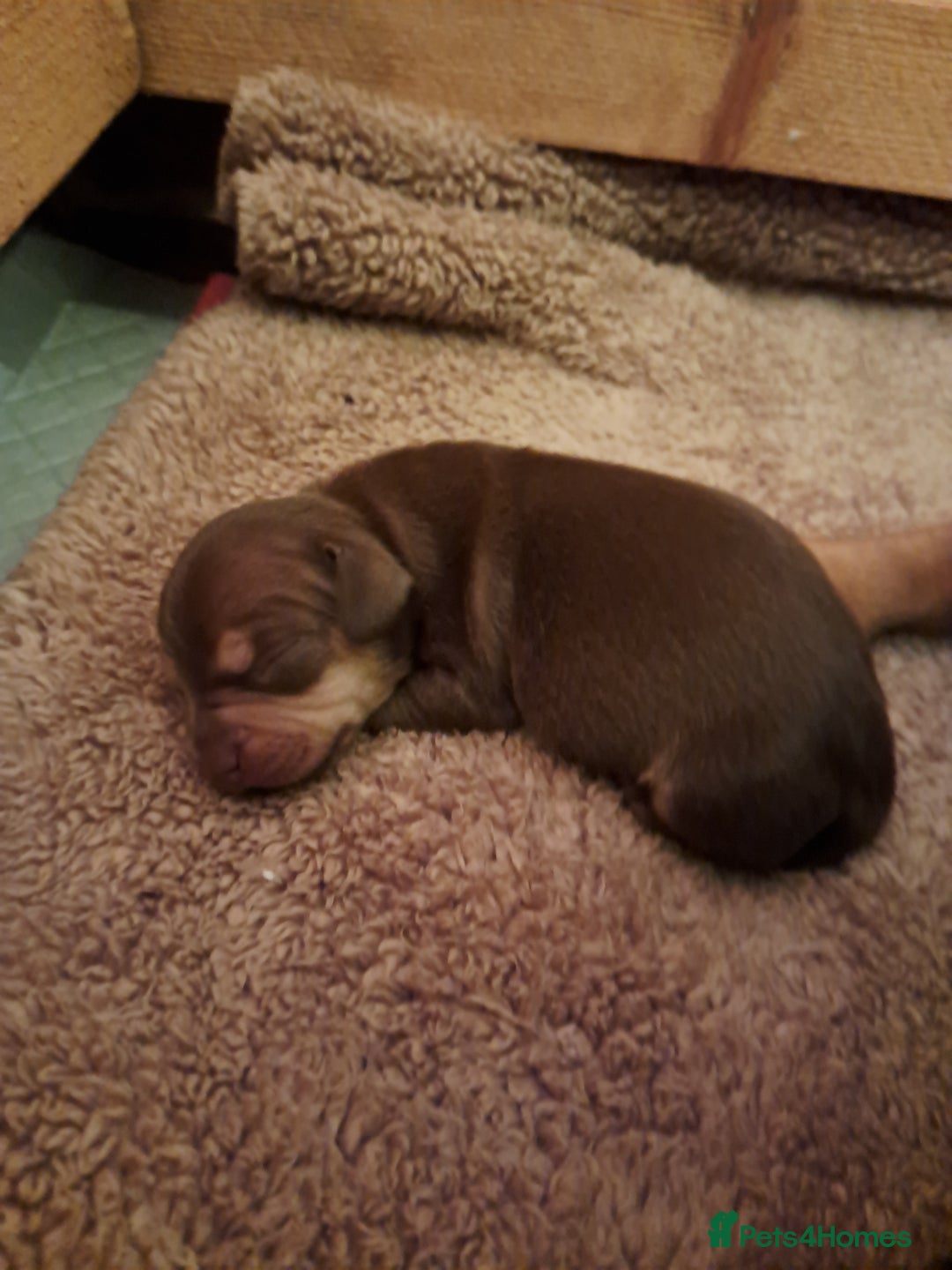 Mixed Breed dogs for sale: Miniature Dachshund X Frenchie. - Advert 12