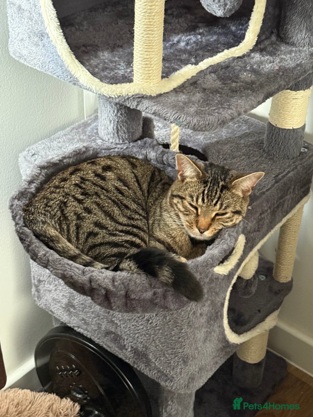 Mixed Breed cats for sale: Identical Twin boys Ralph & Felix  - Advert 3