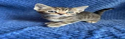 Maine Coon cats for sale: Maine coon x  - Advert 2