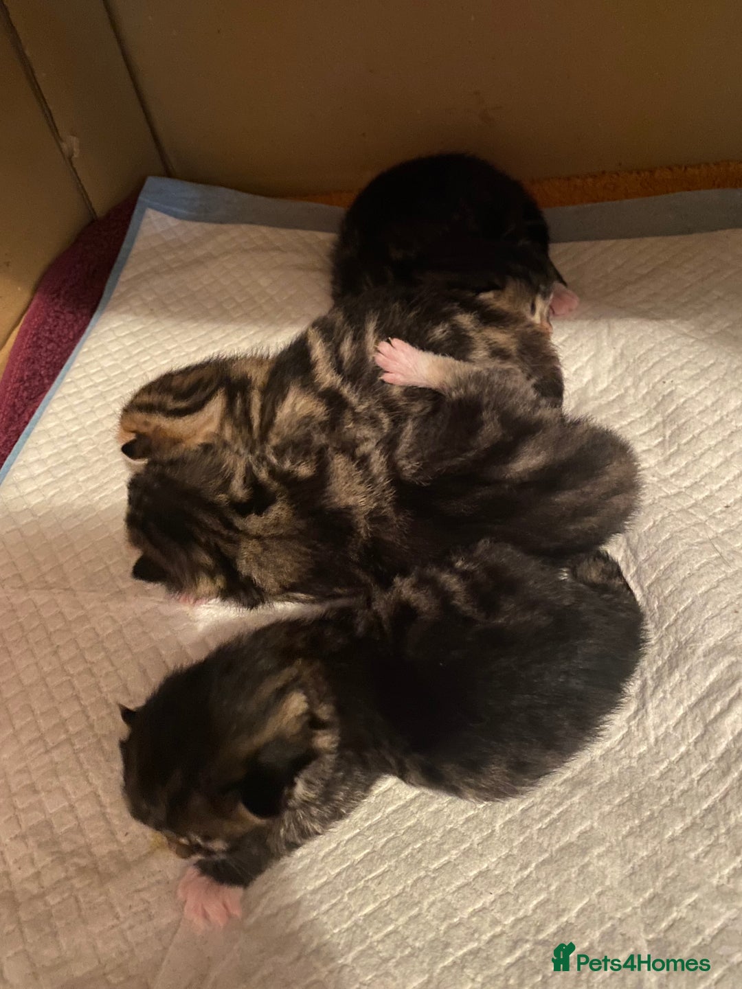 Bengal cats for sale: 4 beautiful Bengal X kittens for sale  - Advert 2