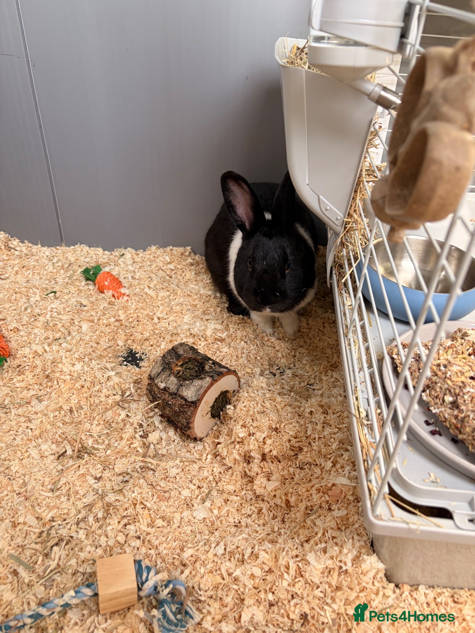 Dutch rabbits Beautiful rabbit called Ralph  - Advert 6