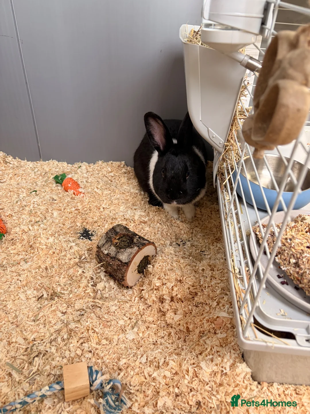 Dutch rabbits for sale: Beautiful rabbit called Ralph  in Leeds - Advert 1