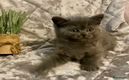 British Shorthair cats for sale: (READY NOW)EXCEPTIONAL PURE BREED BSH - Image 19