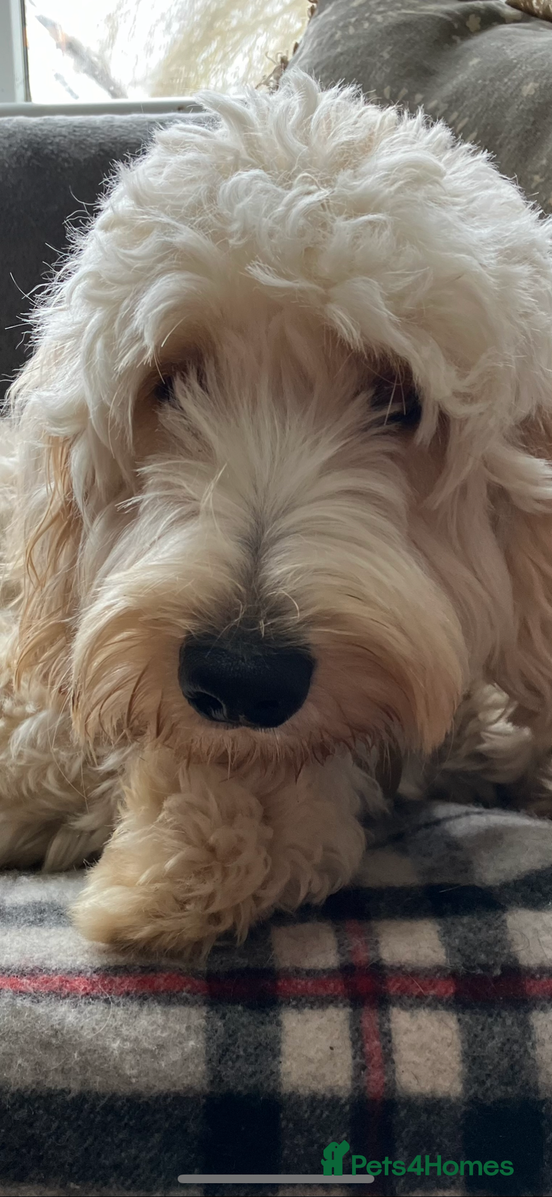 Mixed Breed dogs for sale: Authentic Annetteslabradoodles/Cobberdogs - Advert 3