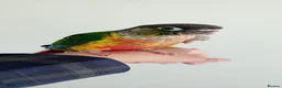 Conures birds for sale: Handreared green cheek conures for sale - Advert 12