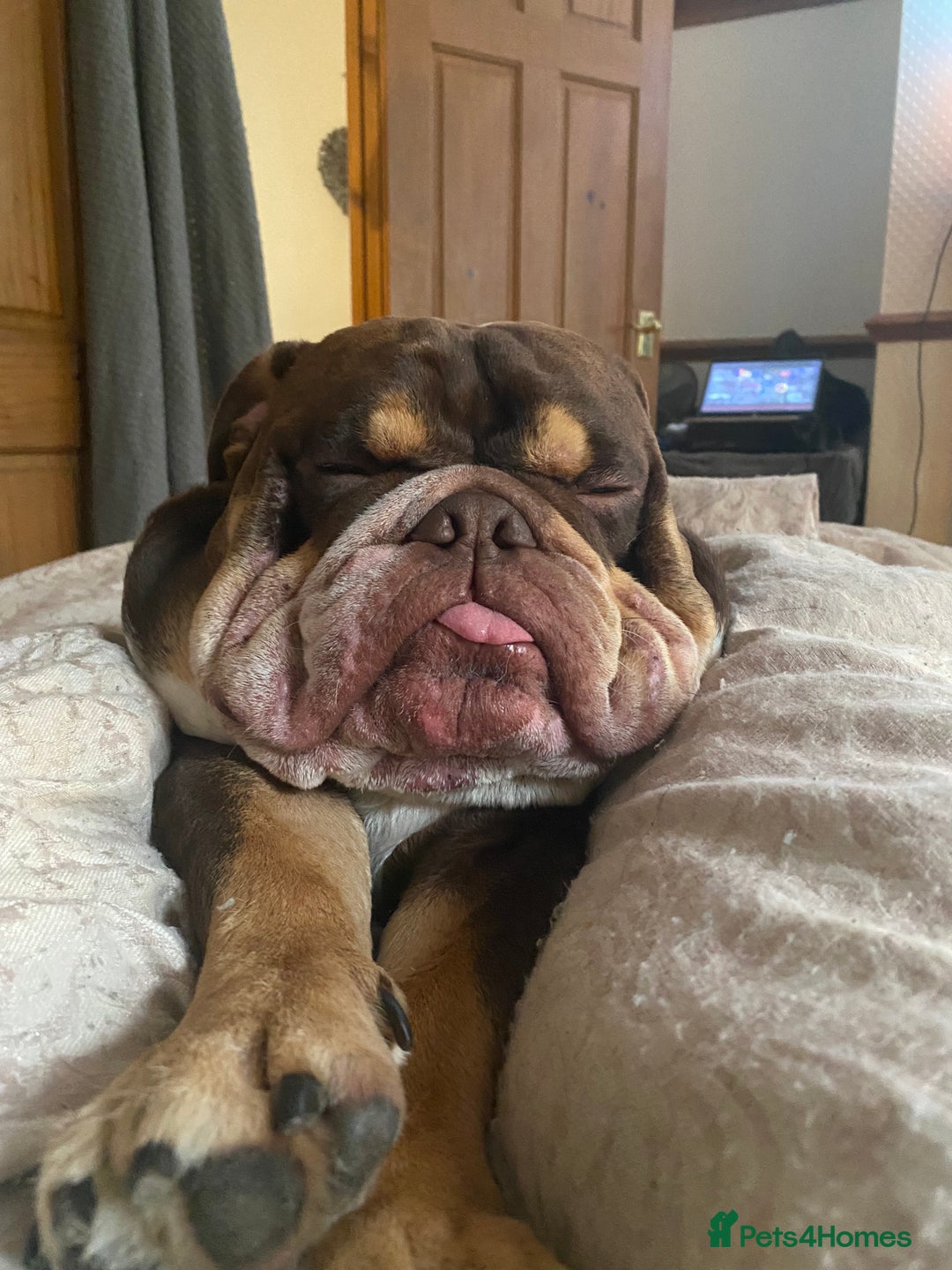 English Bulldog dogs for stud: Exclusive Tri-Colour Chocolate English Bulldog  - Image 12