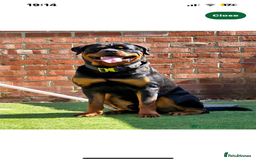 Rottweiler dogs for sale: Rottweiler  - Image 1