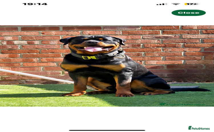 Rottweiler dogs - Advert 12