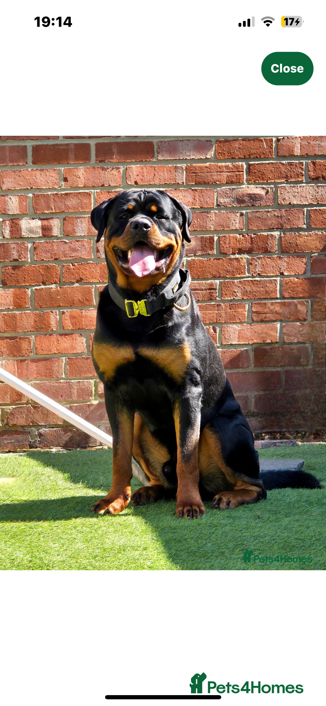 Rottweiler dogs for sale: Rottweiler  - Image 1