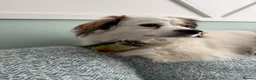 Conures birds for sale: Conure for sale  in Wokingham - Advert 3