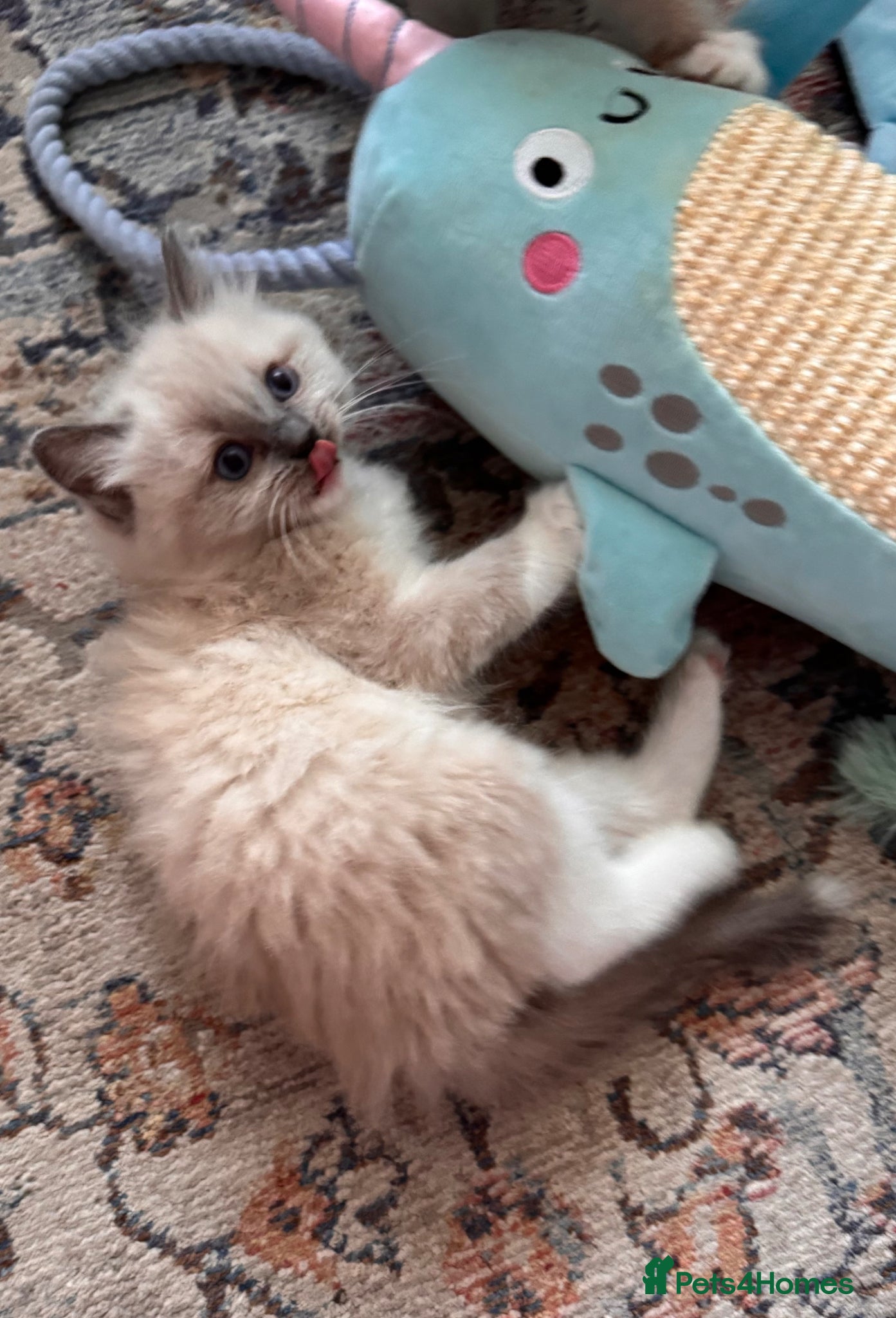 Ragdoll cats for sale: Beautiful Blue Point Mitted Ragdoll Boy in Banbury - Advert 10