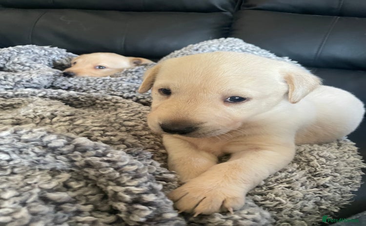 Labrador Retriever dogs - Advert 16