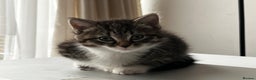 American Shorthair cats for sale: Adorable Tabby Kittens – Ready for Forever Homes - Advert 11