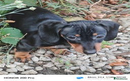 Miniature Dachshund dogs for sale: Relaxed miniature girl - Advert 4