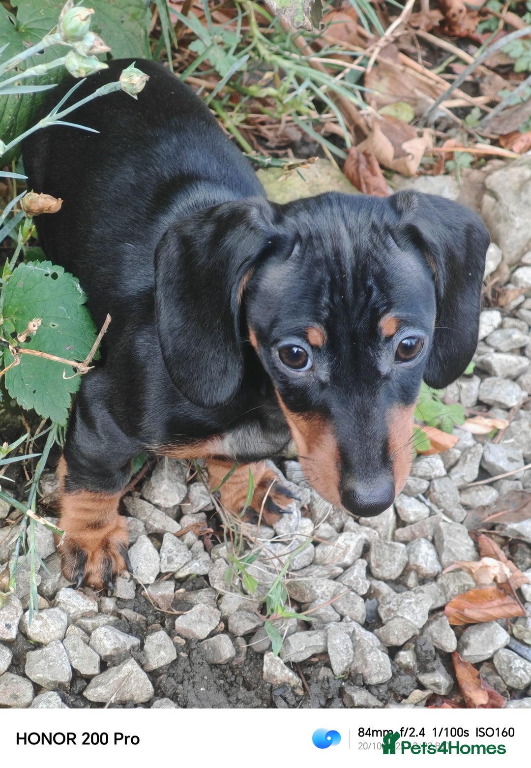 Miniature Dachshund dogs for sale: Relaxed miniature girl - Advert 4