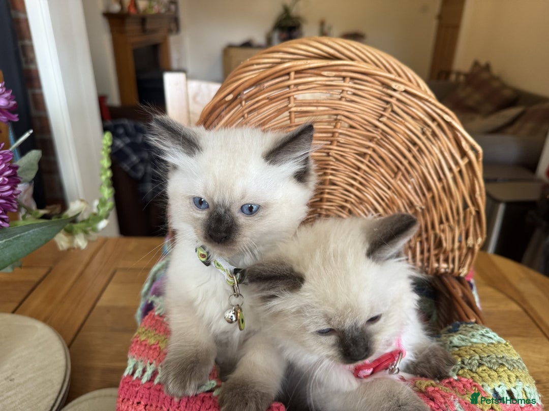 Ragdoll cats for sale: Adorable Ragdoll Kittens  - Image 3
