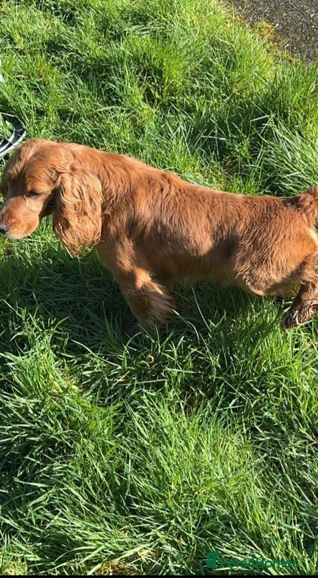 Cockapoo dogs for sale: Cockapoo puppies  in Glasgow - Advert 8