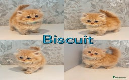 Munchkin cats for sale: 2 tiny legged rug hugger Persian munchkins - Image 4
