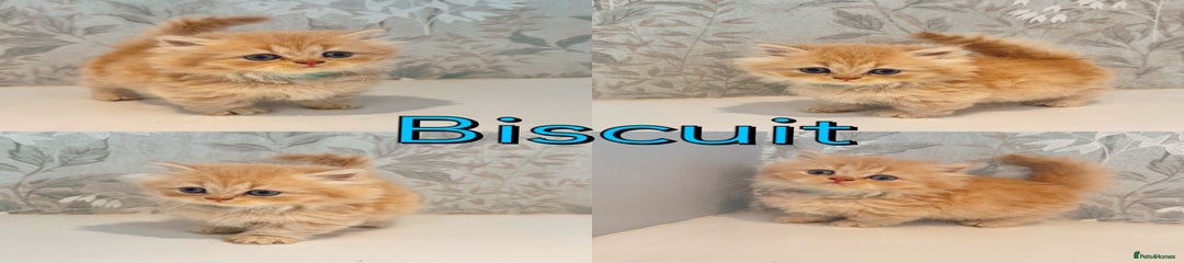 Biscuit