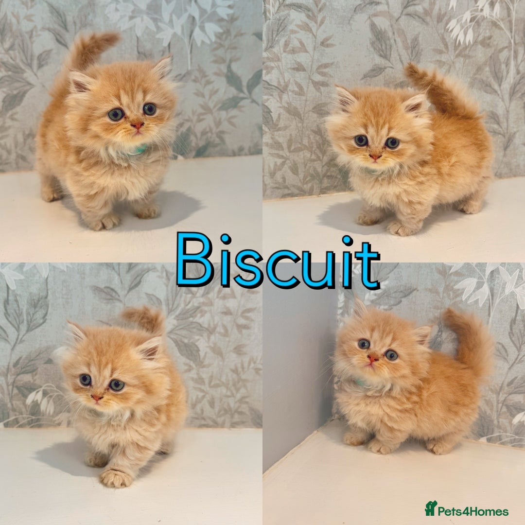 Munchkin cats for sale: 2 tiny legged rug hugger Persian munchkins - Image 4