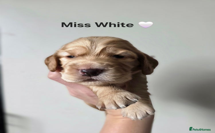 Cocker Spaniel dogs - Advert 1