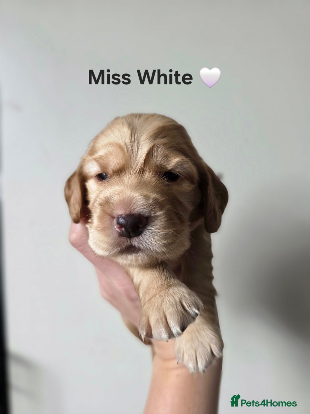 Cocker Spaniel dogs for sale: 🩷🐶 Beautiful Cocker Spaniel Puppies 🐶 🩷 - Image 1