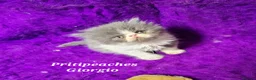 Persian cats for sale: Gccf Registered Persian Kittens  - Advert 19