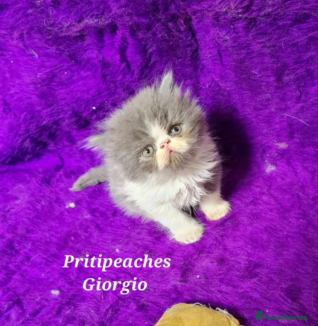 Persian cats for sale: Gccf Registered Persian Kittens  - Advert 19
