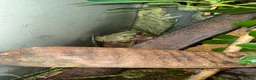 Frog reptiles for sale: 2x white tree frogs and set up in Chesterfield - Advert 5