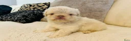 French Bulldog dogs for sale: Fluffy french bulldogs  - Advert 9
