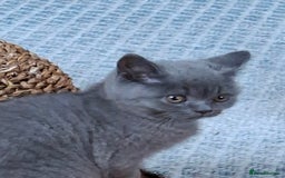 British Shorthair cats for sale: British Blue Short-hair 4 kittens for sale  - Image 18