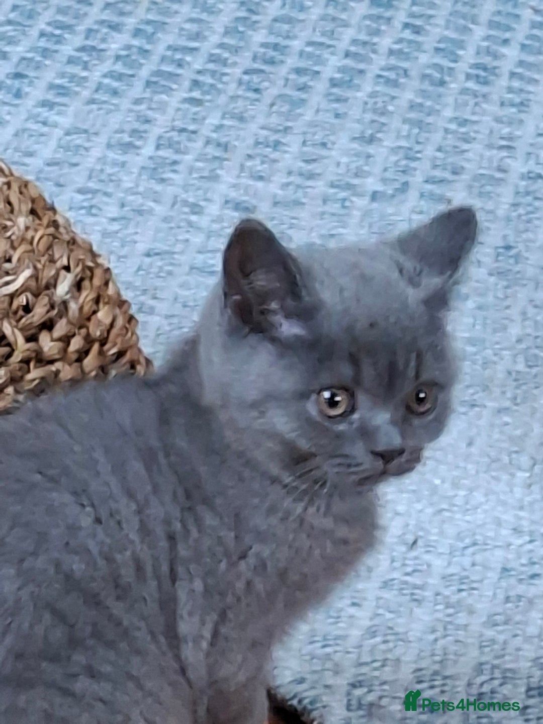 British Shorthair cats for sale: British Blue Short-hair 4 kittens for sale  - Image 18