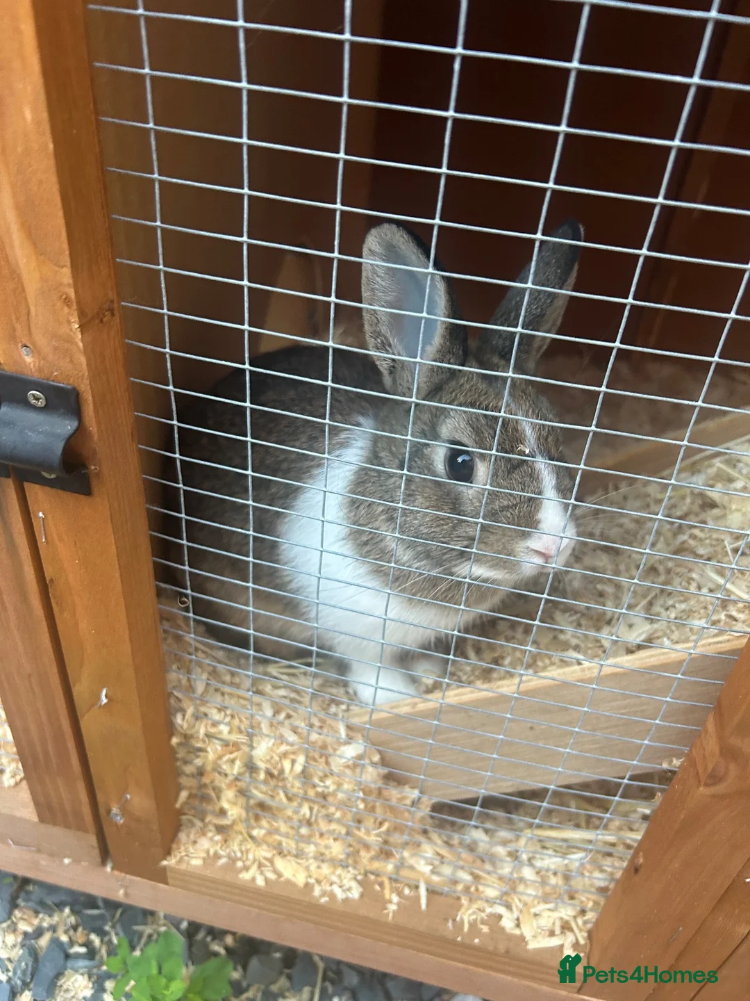 English rabbits for sale: Rabbit for sale  in Canterbury - Advert 2