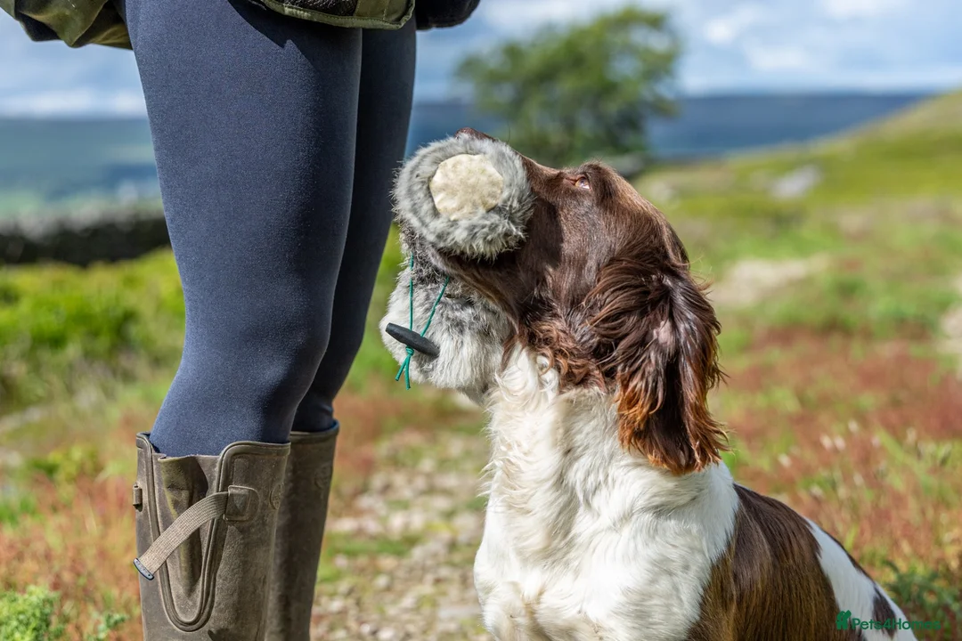 English Springer Spaniel dogs for stud: Health tested traditional stamp Springer Stud - Advert 2