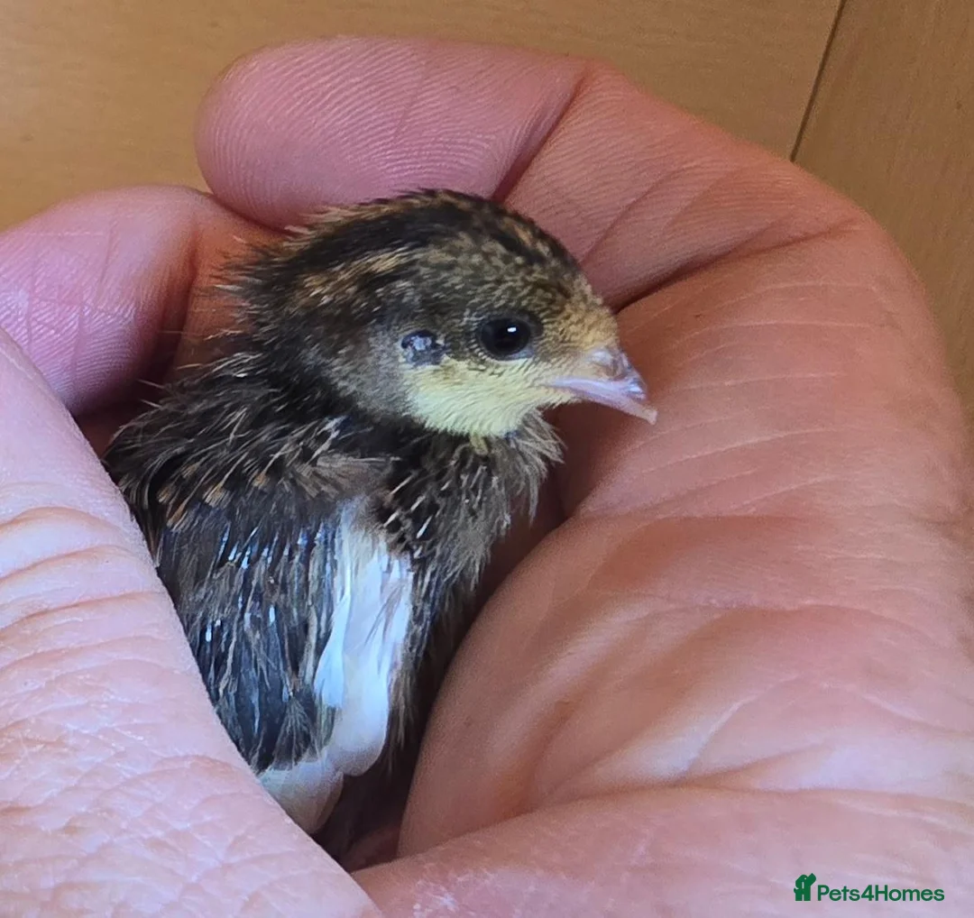 Quail poultry for sale: Chinese button quail  - Advert 1