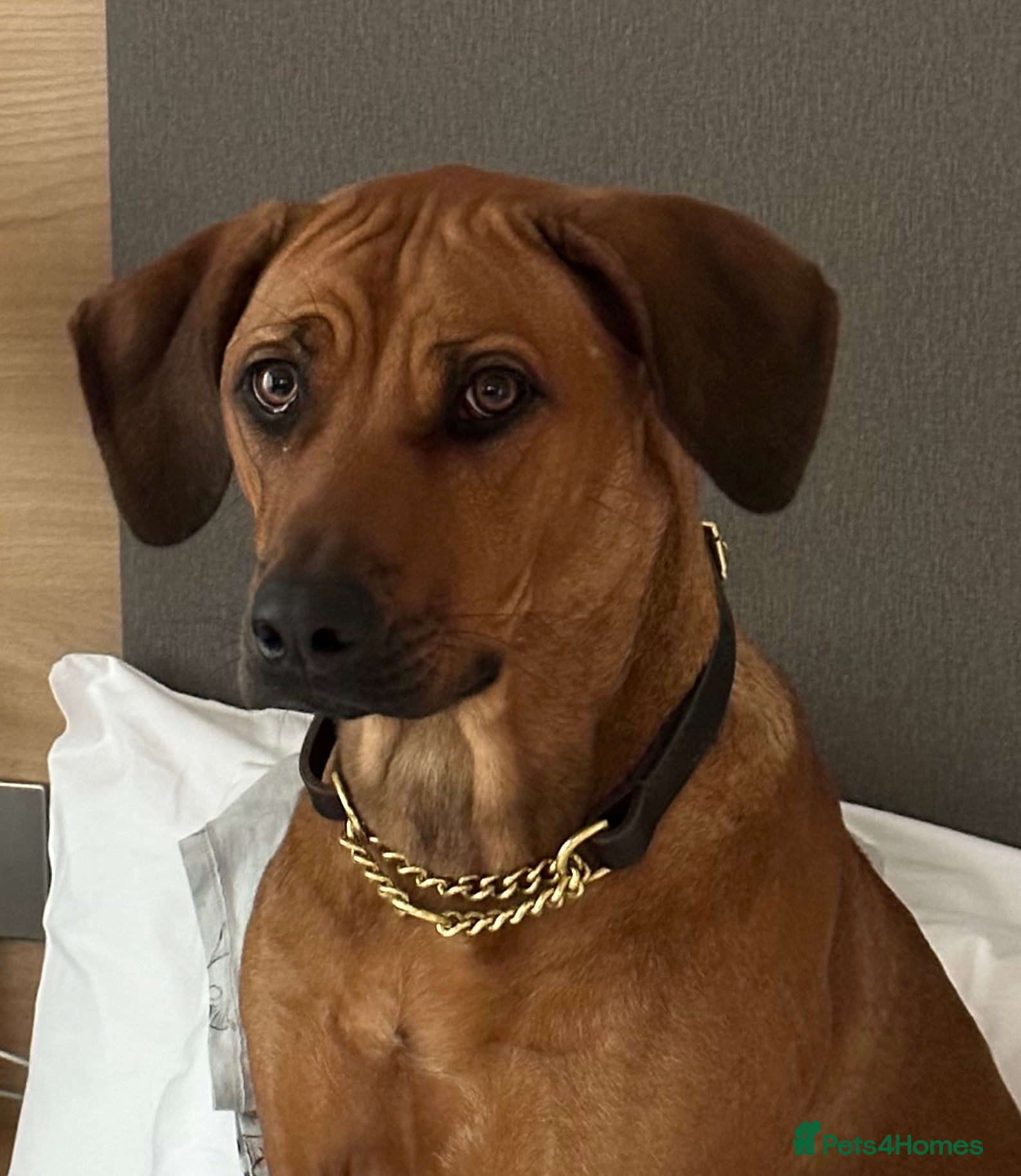 Rhodesian Ridgeback dogs for sale: Rhodesian Ridgeback puppies due 26th June 2026 in Stockbridge - Advert 18