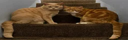 British Shorthair cats for sale: Muffin and pumpkin, both 4 year old house cats - Advert 7