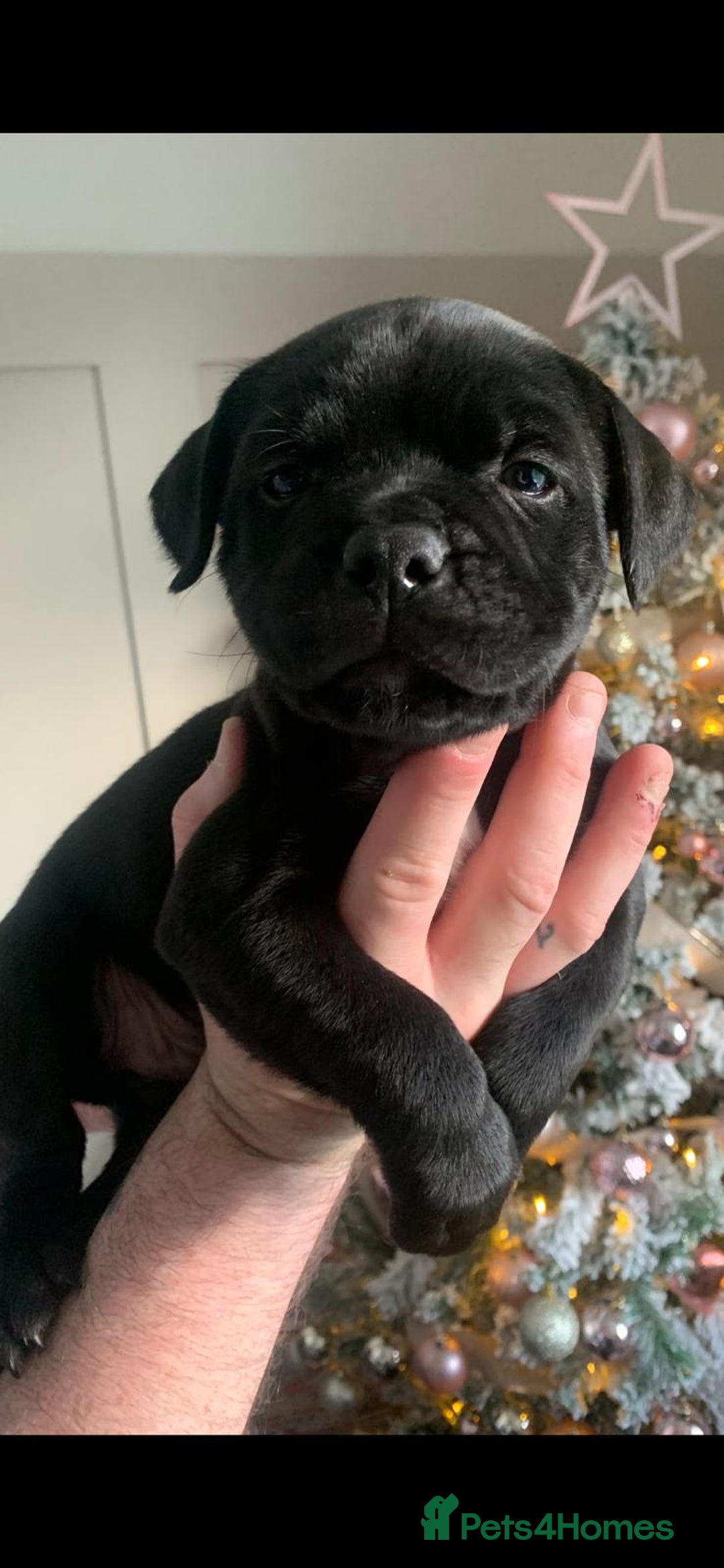 Staffordshire Bull Terrier dogs for sale: blue / black staffordshire bull terrier KC Pups - Advert 13