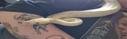 Python Snake reptiles for sale: Female morph ball python - Advert 3