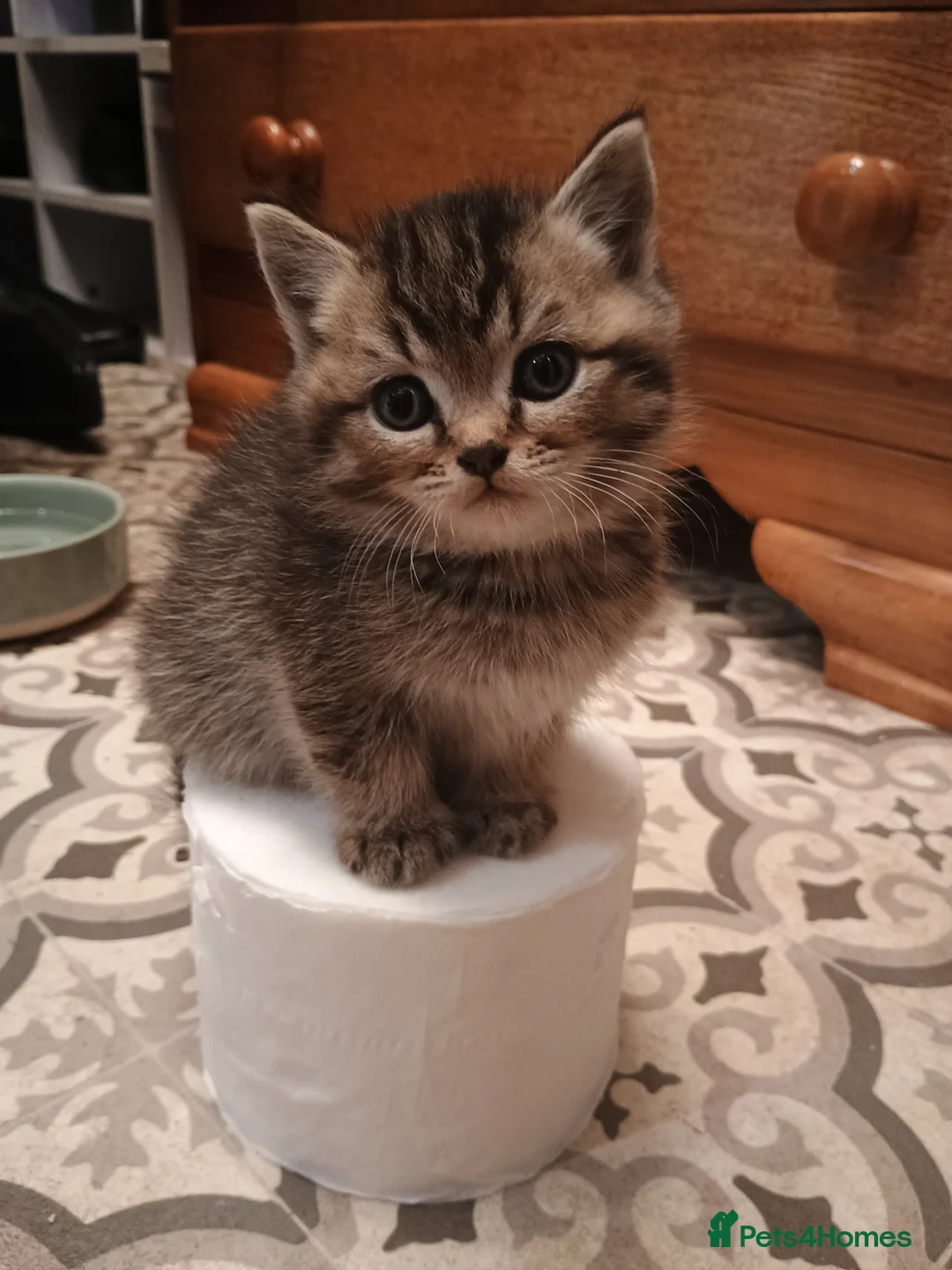 British Shorthair cats for sale: Gorgeous British shorthair kitten, ready now - Advert 8