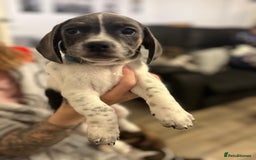 Dachshund dogs for sale: Dachshund X female  - Advert 4