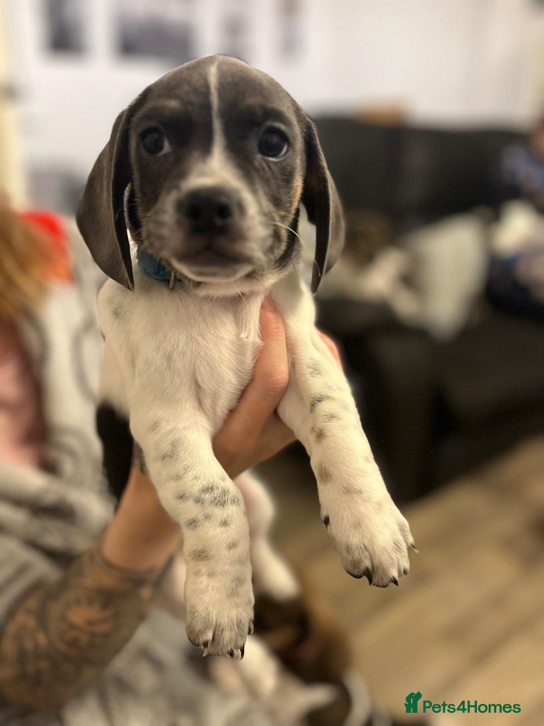 Dachshund dogs for sale: Dachshund X female  - Advert 4