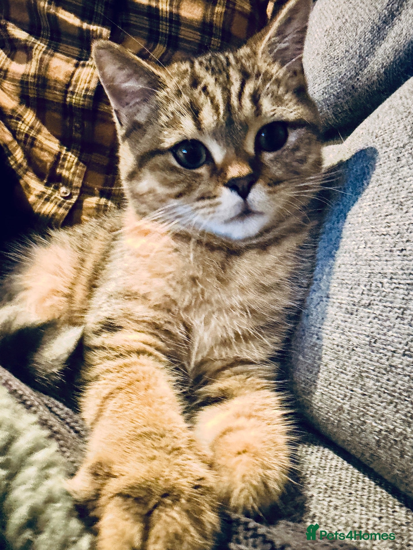 British Shorthair cats 1 LEFT British Shorthair Kittens - Gold/White - Advert 1