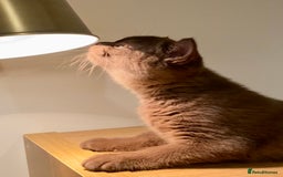 British Shorthair cats for sale: Champion line kittens  - Advert 9